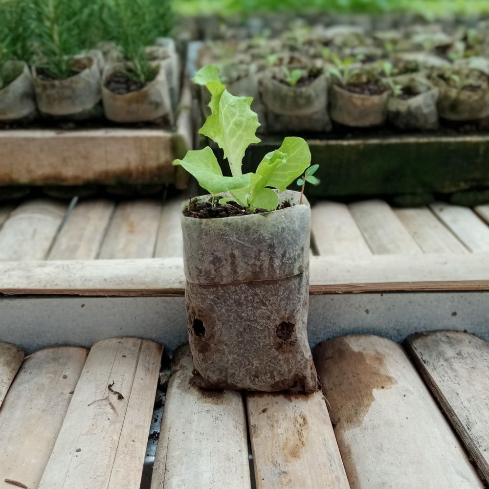 Seedling - Green Lettuce
